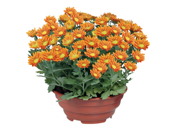 Flowering Plants in Bowl