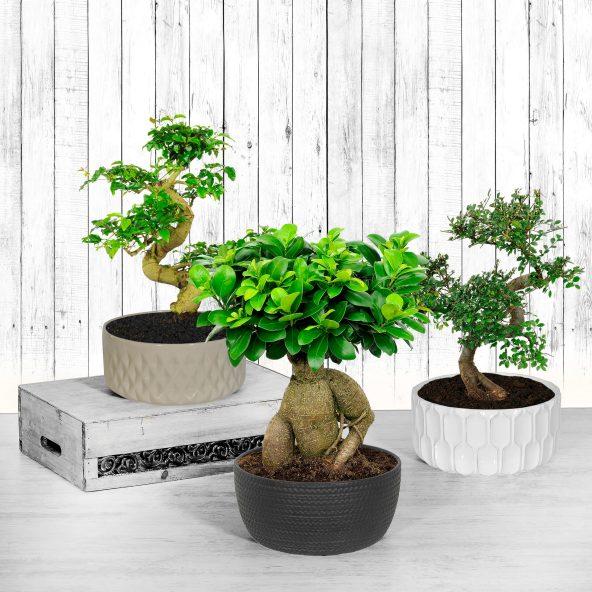 Bonsai