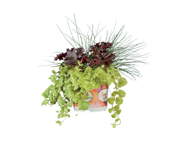 Sammenplantning
