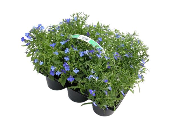 Bedplanter