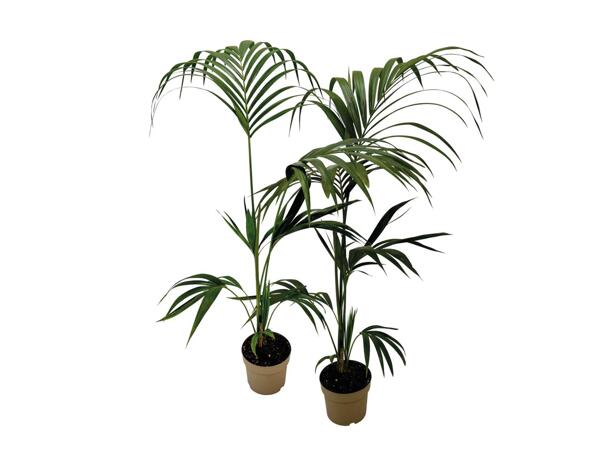 Kentia