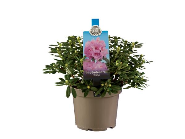 Rhododendron