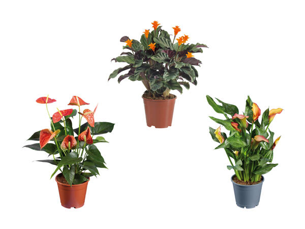 Petit mélange de plantes vertes