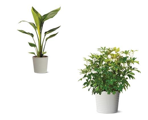 10" Foliage Assorted Varieties
