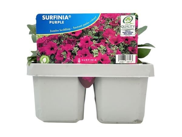 Jumbo 6 Pack Surfinia