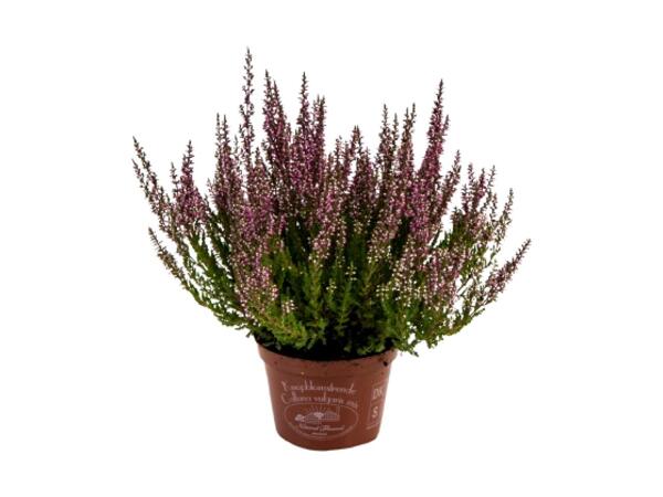 Lyng Calluna