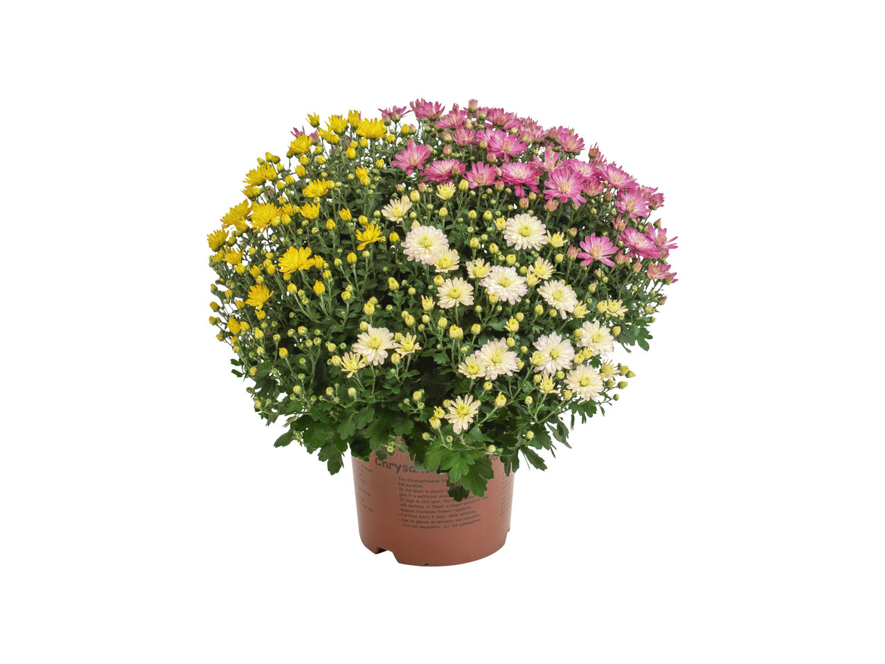 Trio van chrysanten
