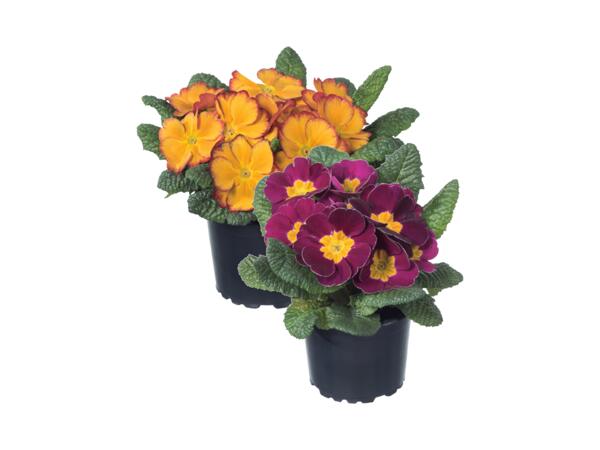Primula