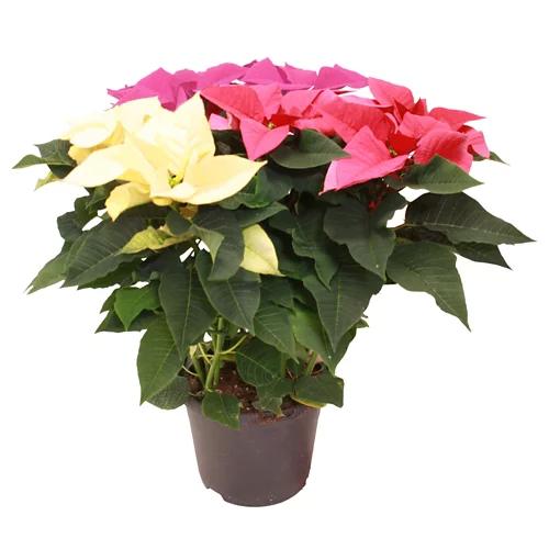 GARDENLINE Trio di stella di Natale