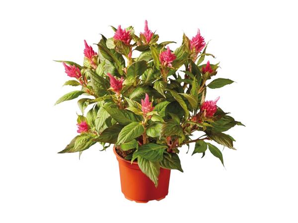 Celosia