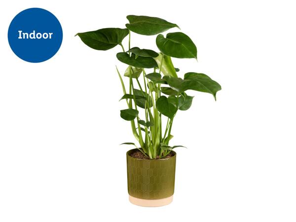 Monstera in Green Ceramic