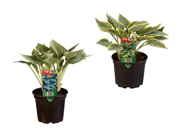 Hosta