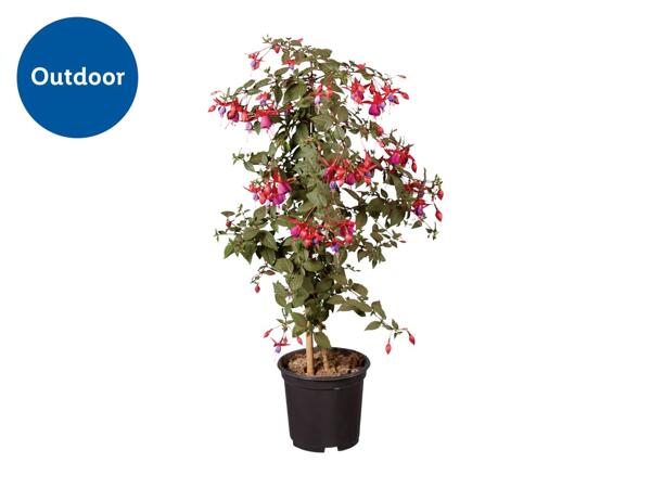 Standard Fuchsia