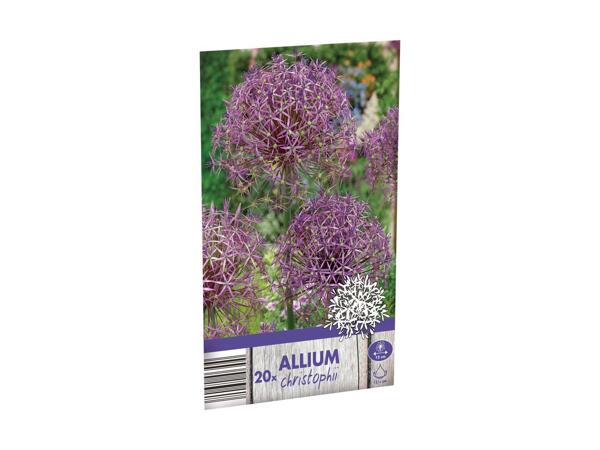 Allium blomsterløg