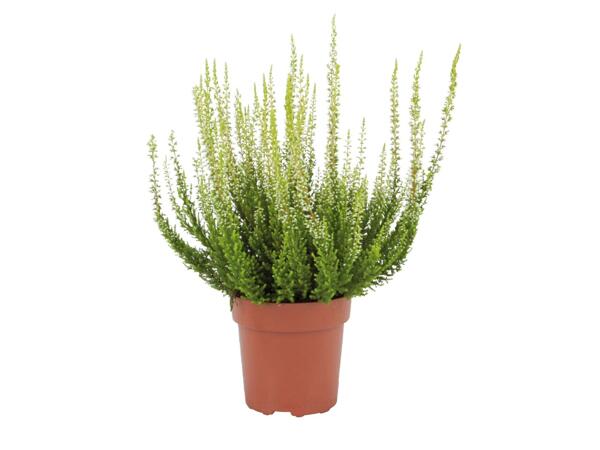 Large Calluna Heather