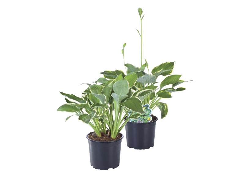 Hosta