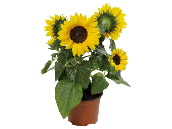 Sonnenblume