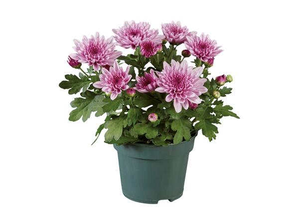 Krysantemum