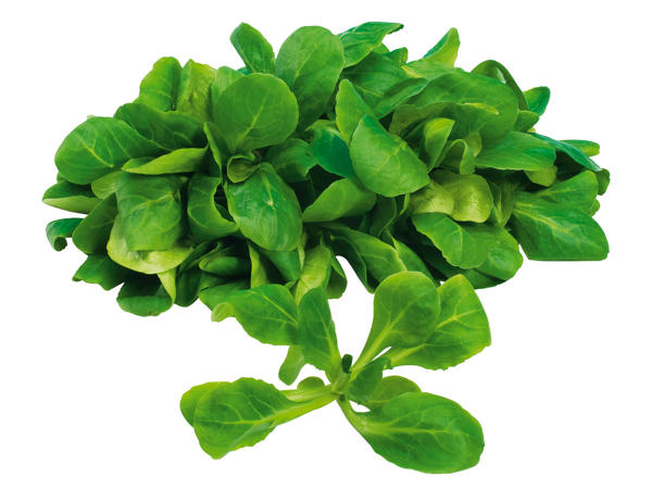Vogerlsalat