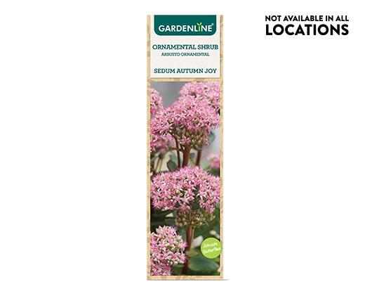Gardenline Ornamental Shrub Assorted Varieties