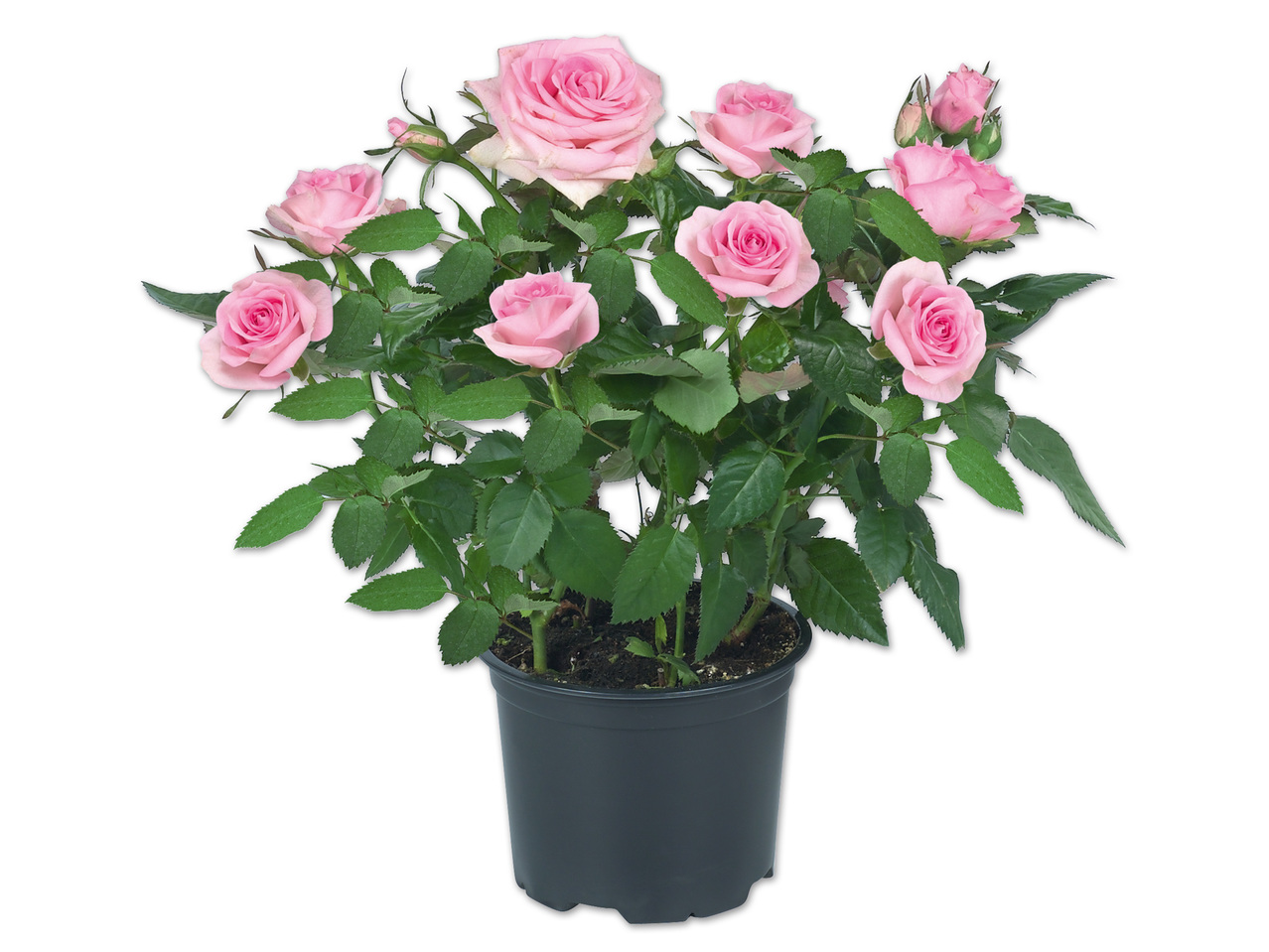 Topfrose