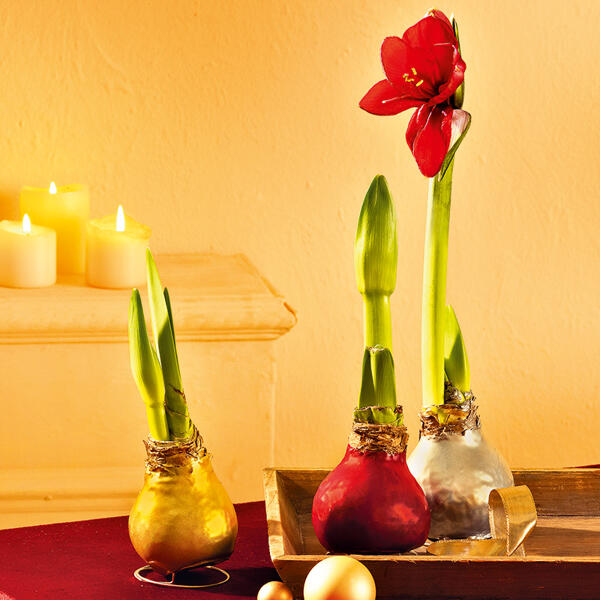 Amaryllis-Zwiebel