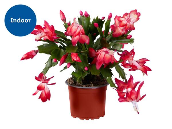 Christmas Cactus