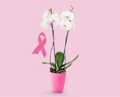 Orchidee