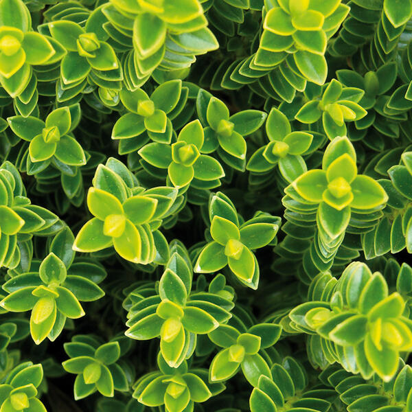 Stacheldrahtpflanze / Hebe Mix