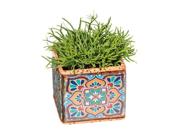 Plants in Ceramic