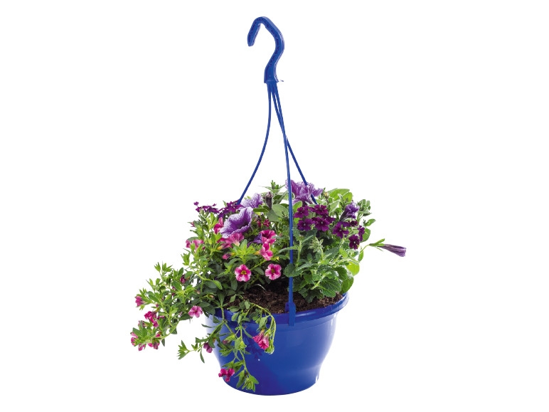 Hanging Baskets