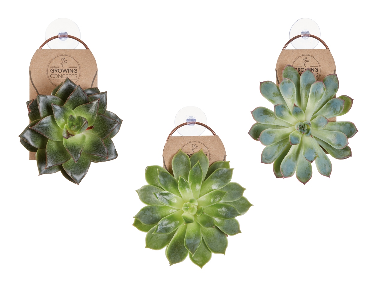 Suspension avec echeveria