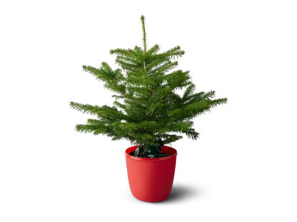 Pot Grown Christmas Tree