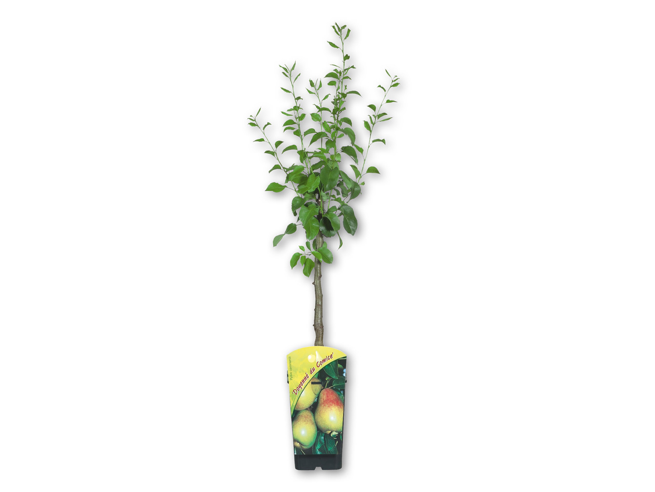 Frugttræ