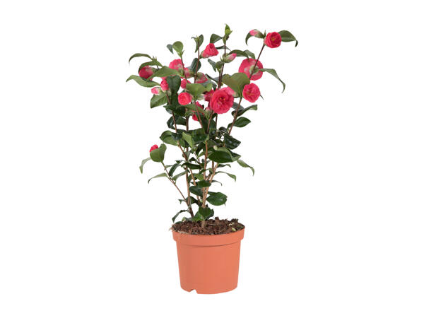 Camellia