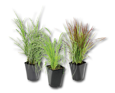 Plante d'ornement résistante à l'hiver