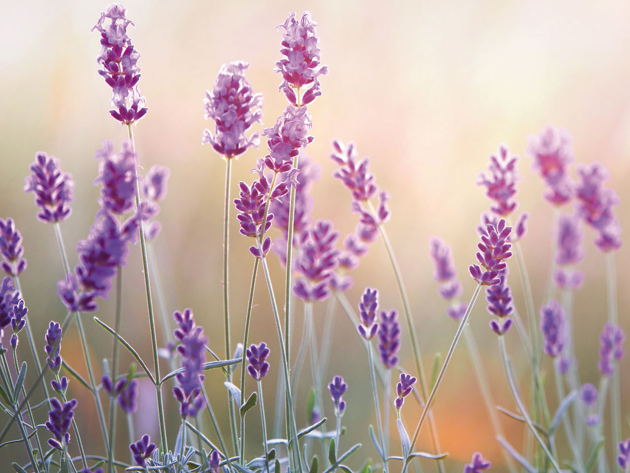 Lavendel Duo im Zinktopf