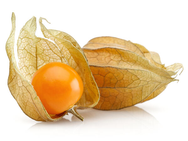 Physalis