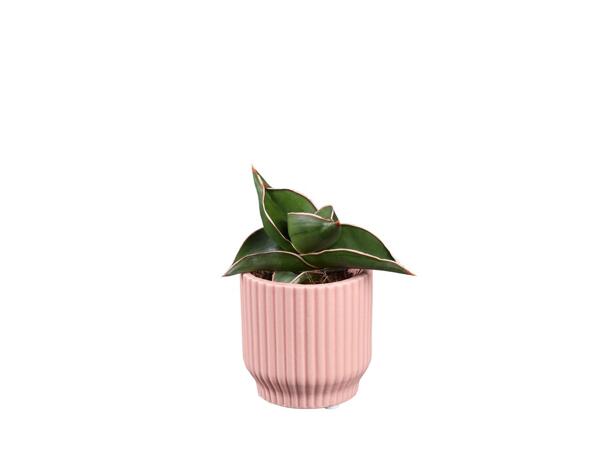 Mini Succulent in Modern Ceramic Pot