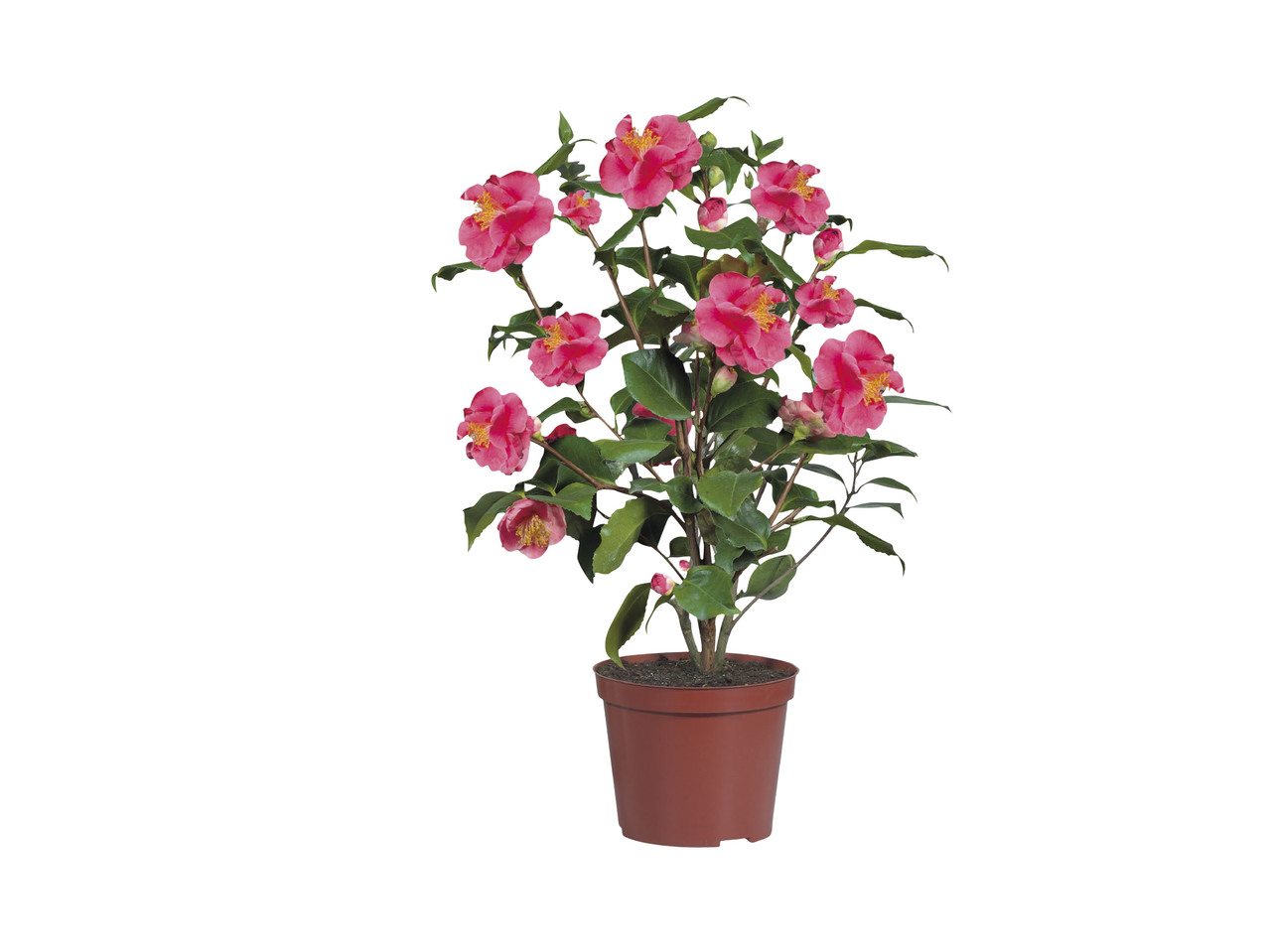 Camellia1