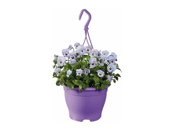 Hanging Baskets
