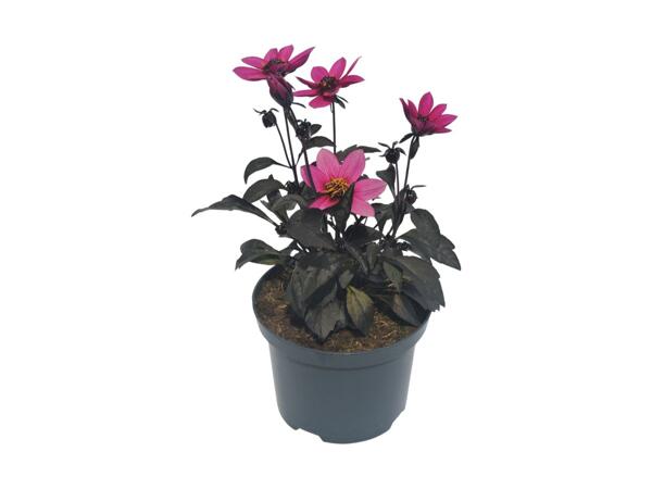 Dahlia