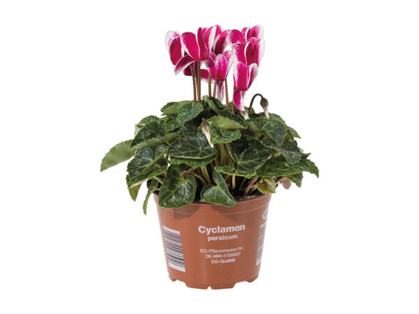 Cyclamen