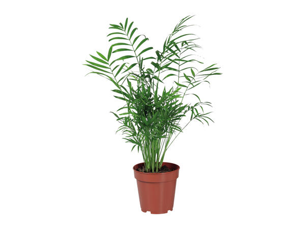 Assorted Green Houseplants