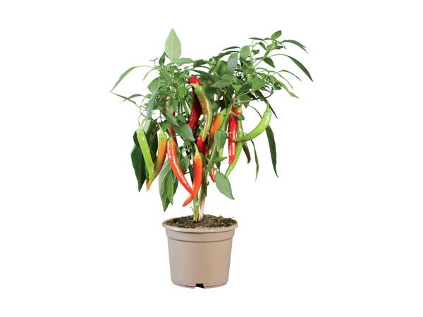 Pepper/​Chilli Plants