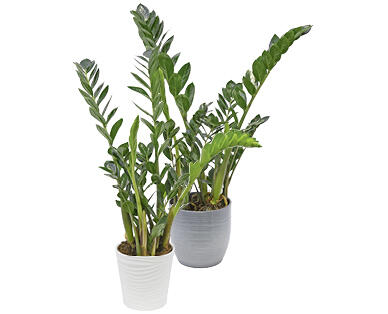 ZAMIOCULCAS