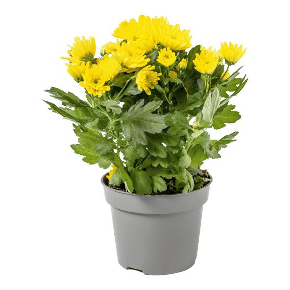Chrysanthème
