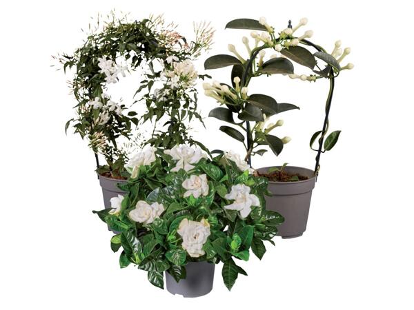 Stephanotis Jasmine or Gardenia