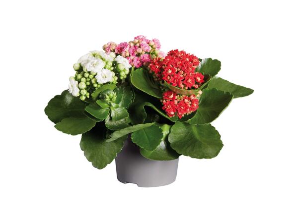 Kalanchoe Tricolor