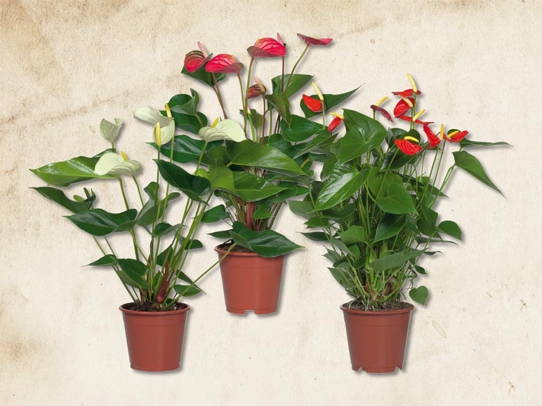 Anthurium andreanum (dès le 25.1.)